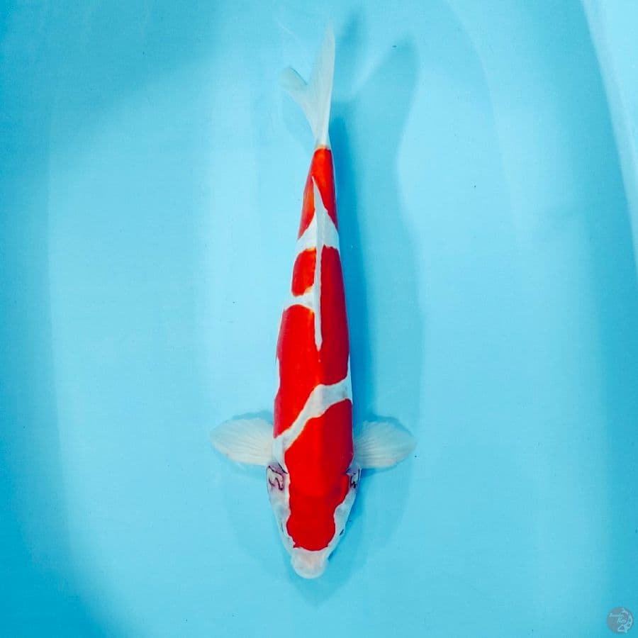 kohaku doit 43cm male
