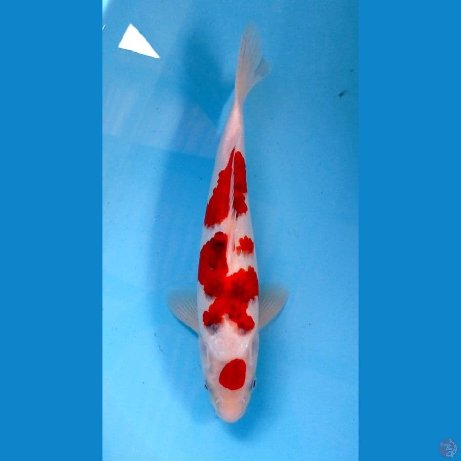 ai goromo 31cm