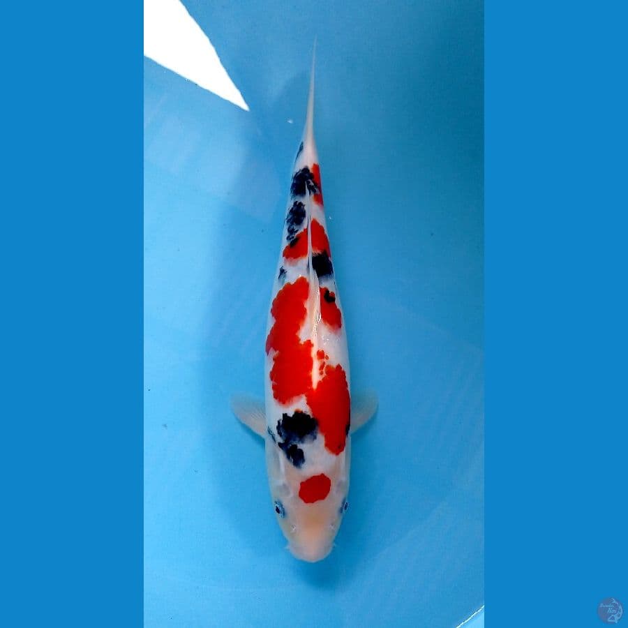 sanke 33cm