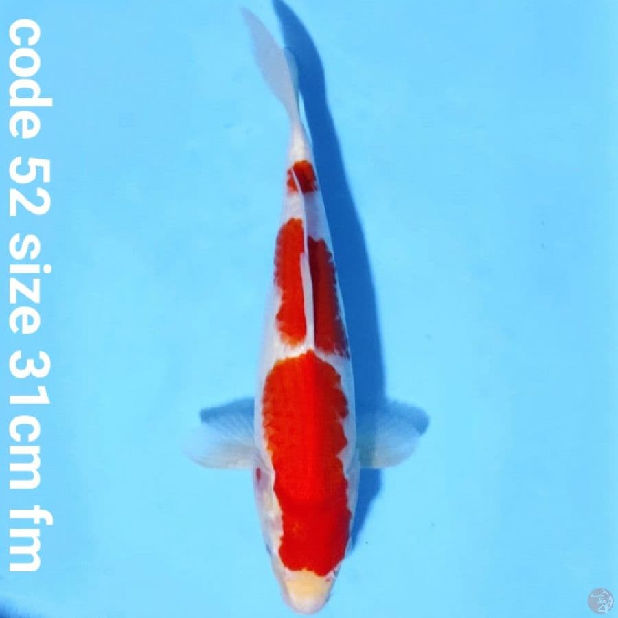 Kohaku 3 step prospek jumbo