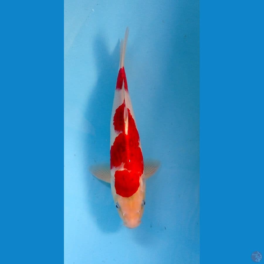 ai goromo 34cm