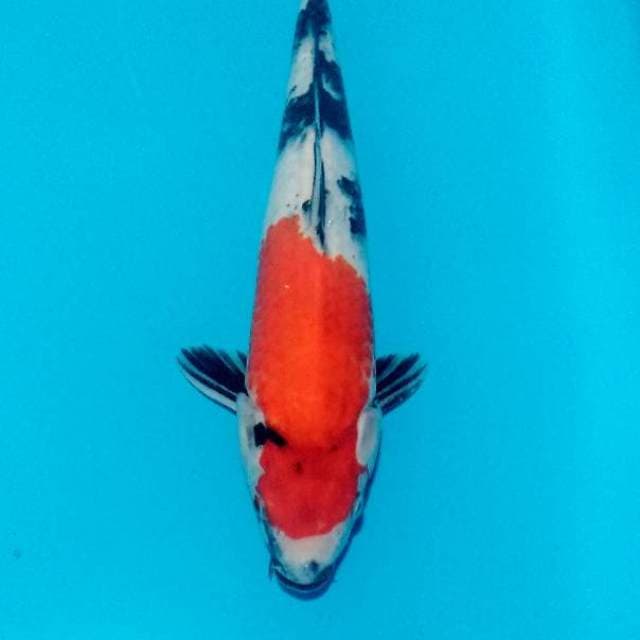 Si  Cantik Showa 30cm