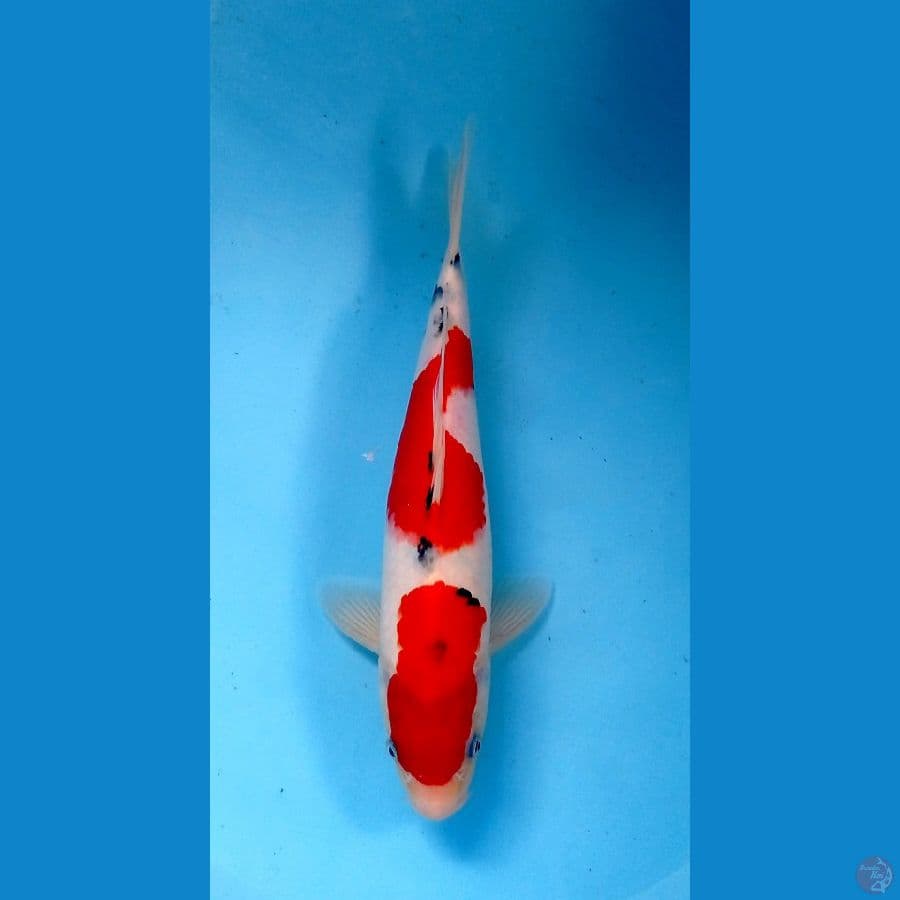 sanke 29cm