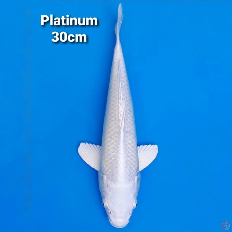 PLATINUM 30CM MALE HIGH QUALITY