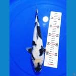 JK0015 - (SQ) SHIRO UTSURI 34Cm 
