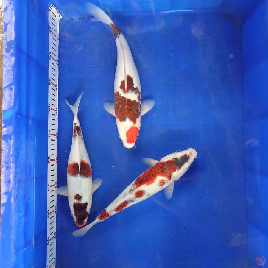 Goromo