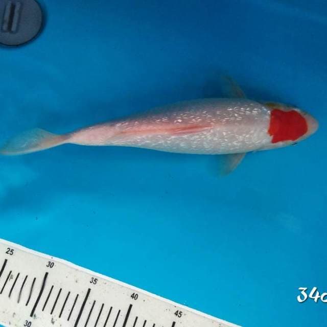 Tancho kohaku full gindrin