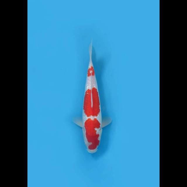 32cm , Kohaku Full Ginrin 