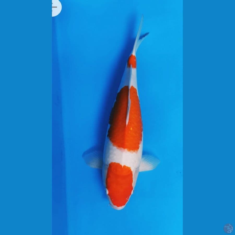41cm Kohaku punuk 3step