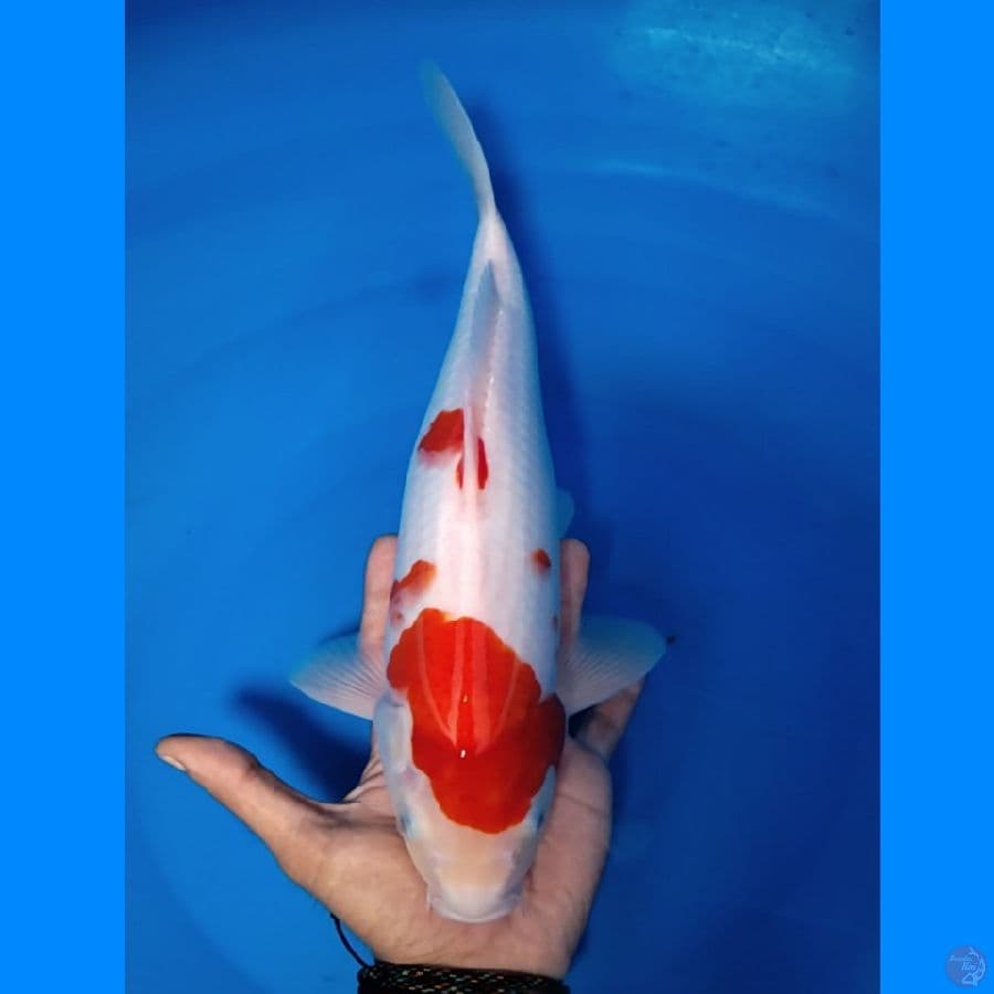KOHAKU STRONG
