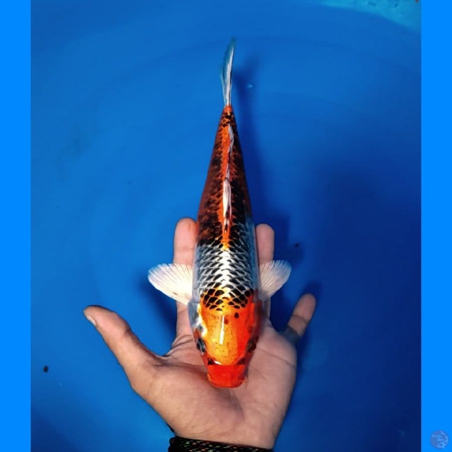 BENIGINGGA 30CM