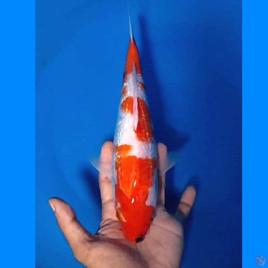 kohaku Ginrin 29cm