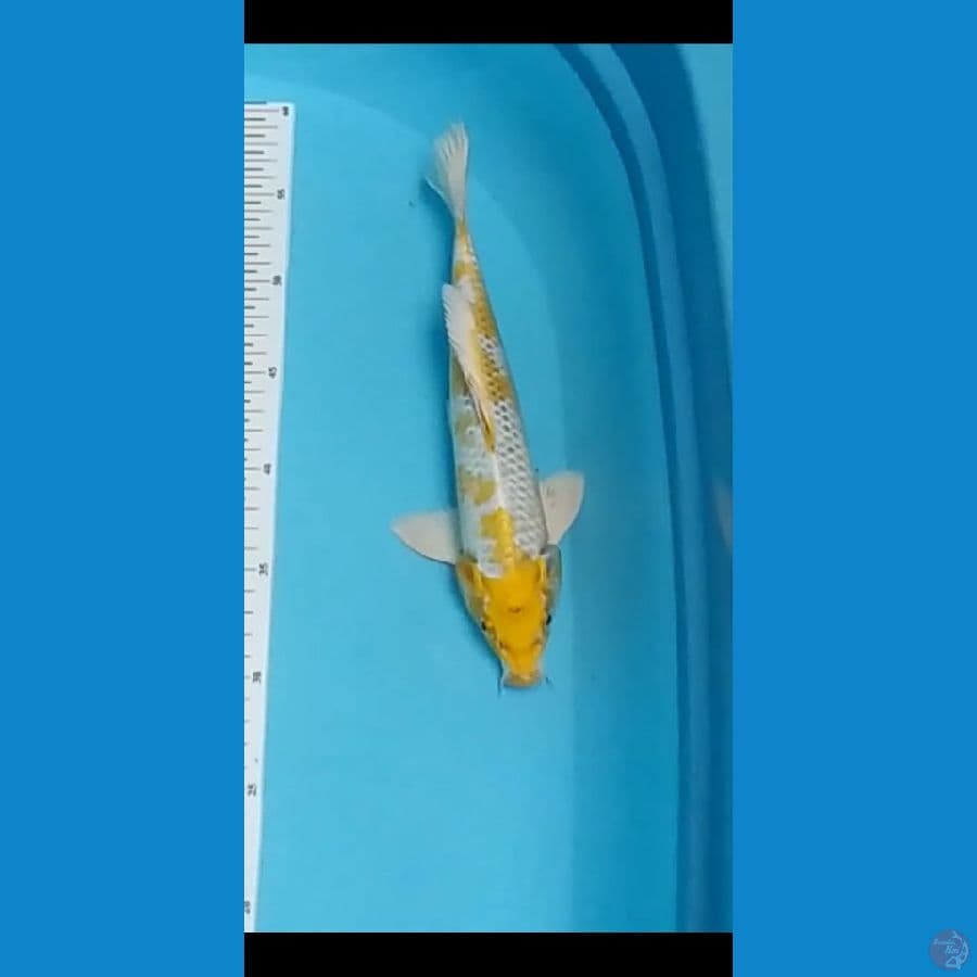 HARIWAKE