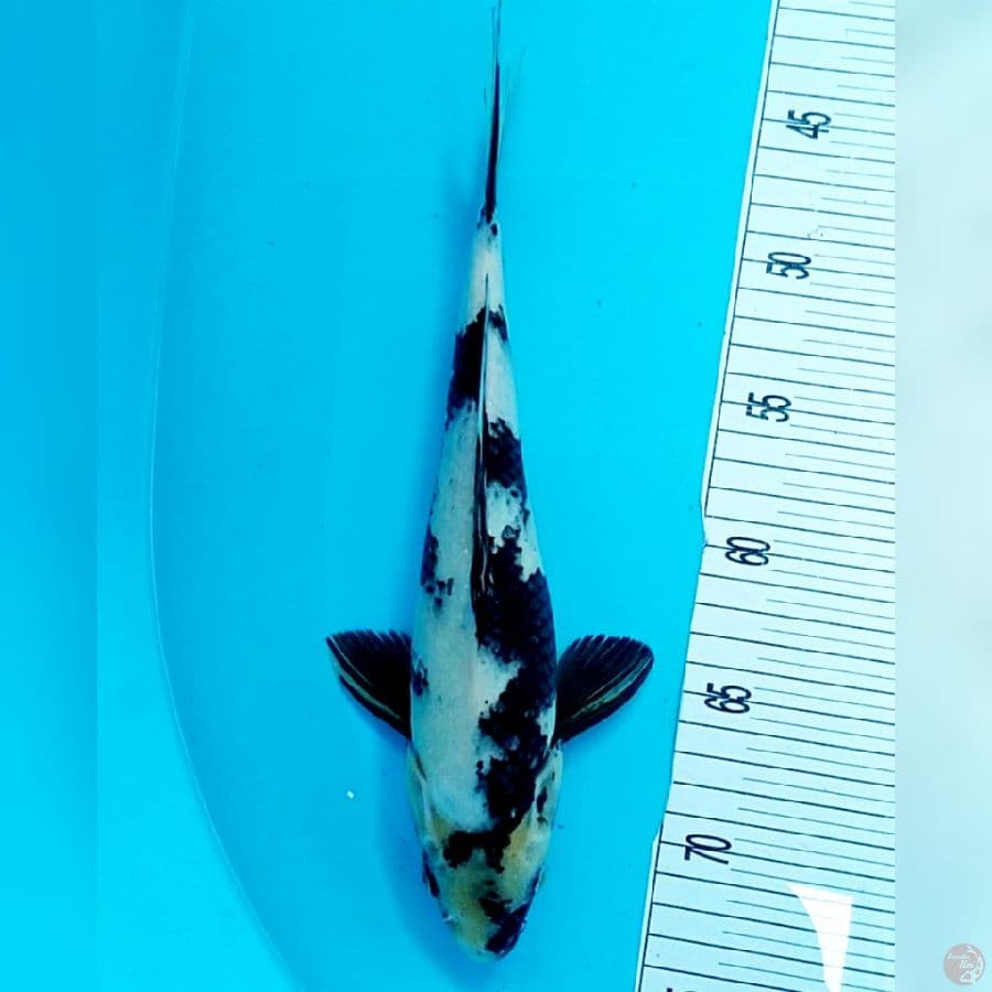 Shiro 30cm