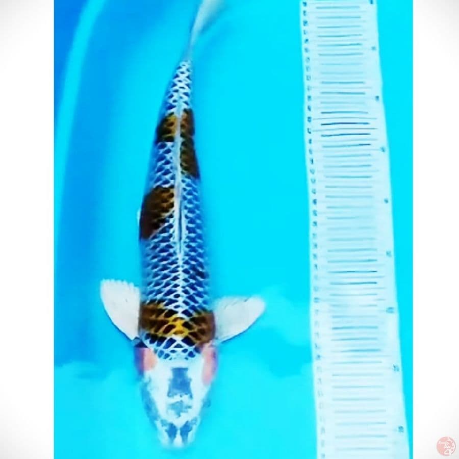 JUMBO KUJAKU