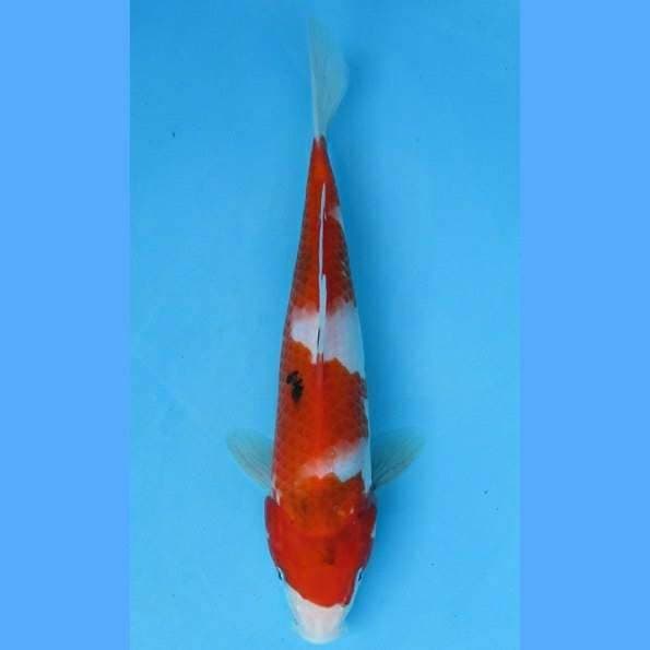 Tategoi Showa 25cm