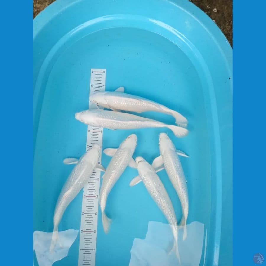 PLATINUM 6 EKOR 30 - 34 cm