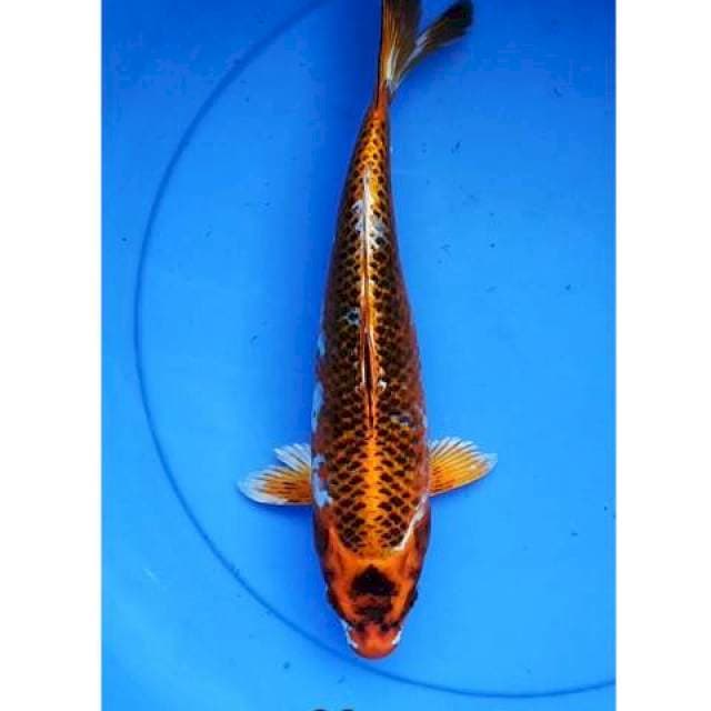 Kujaku strong 33 cm