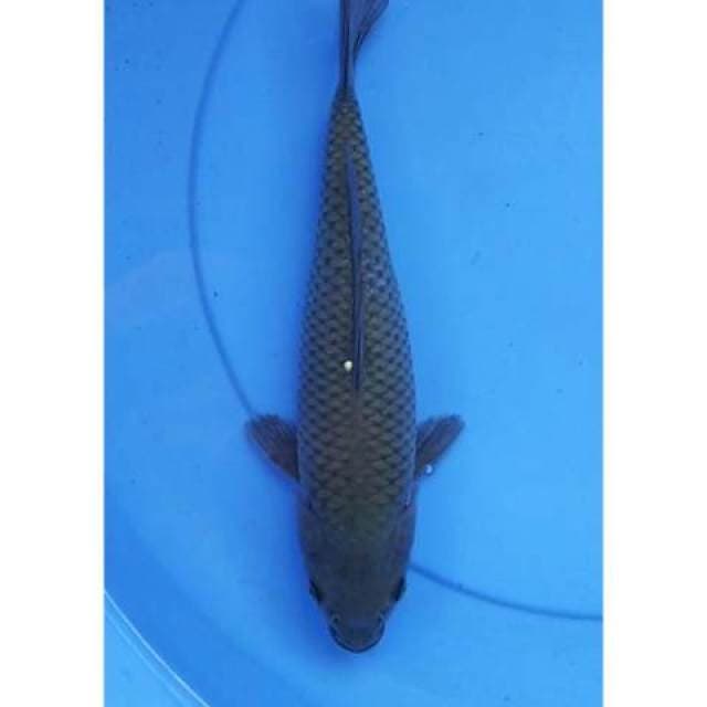 Soragoi montok 29 cm
