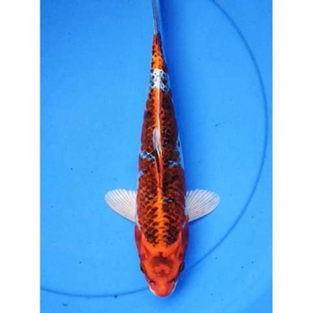 Kujaku mantap 34 cm