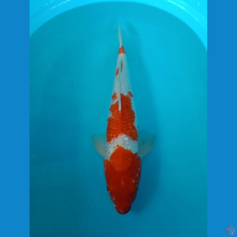 Kohaku 45cm