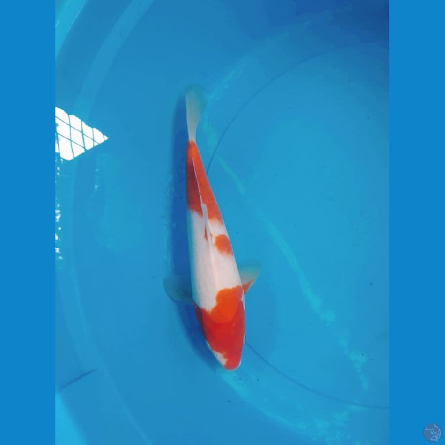 KOHAKU