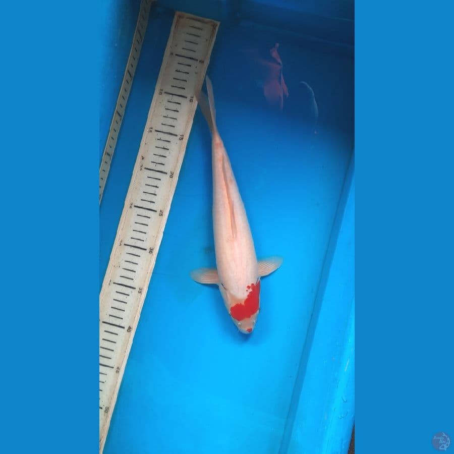 tancho 31cm 