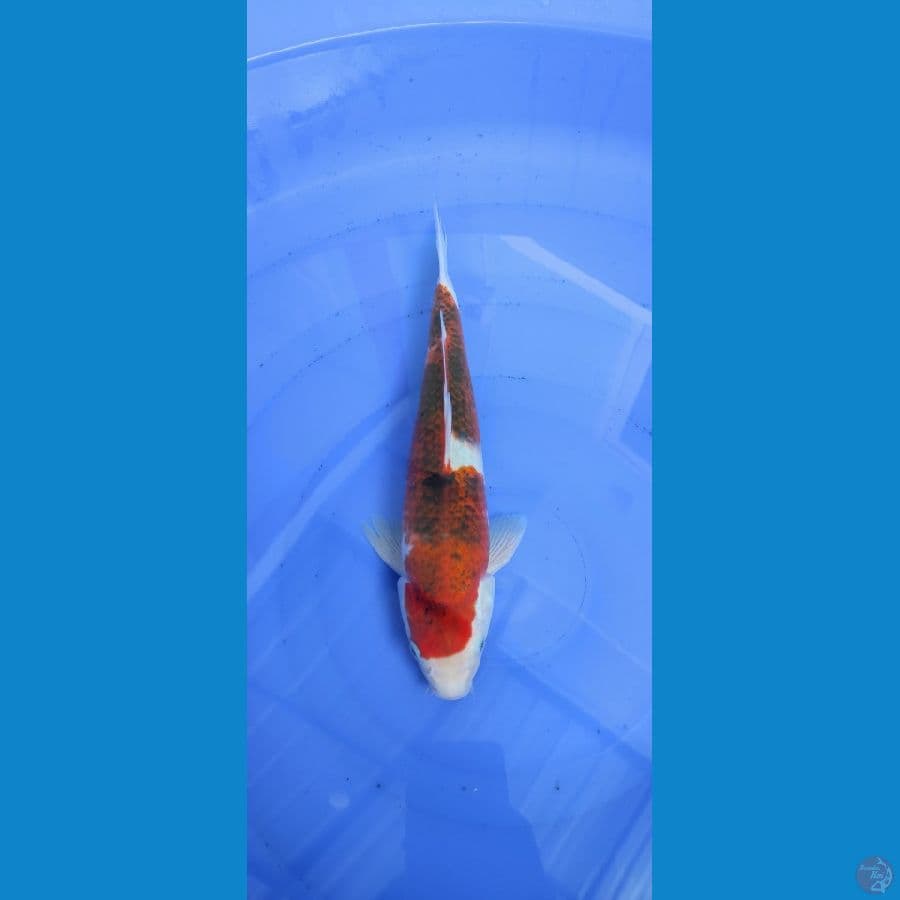 Ai Goromo 31cm