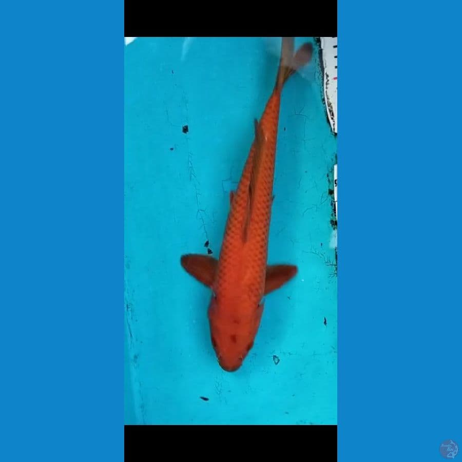 Red tembaga 30cm