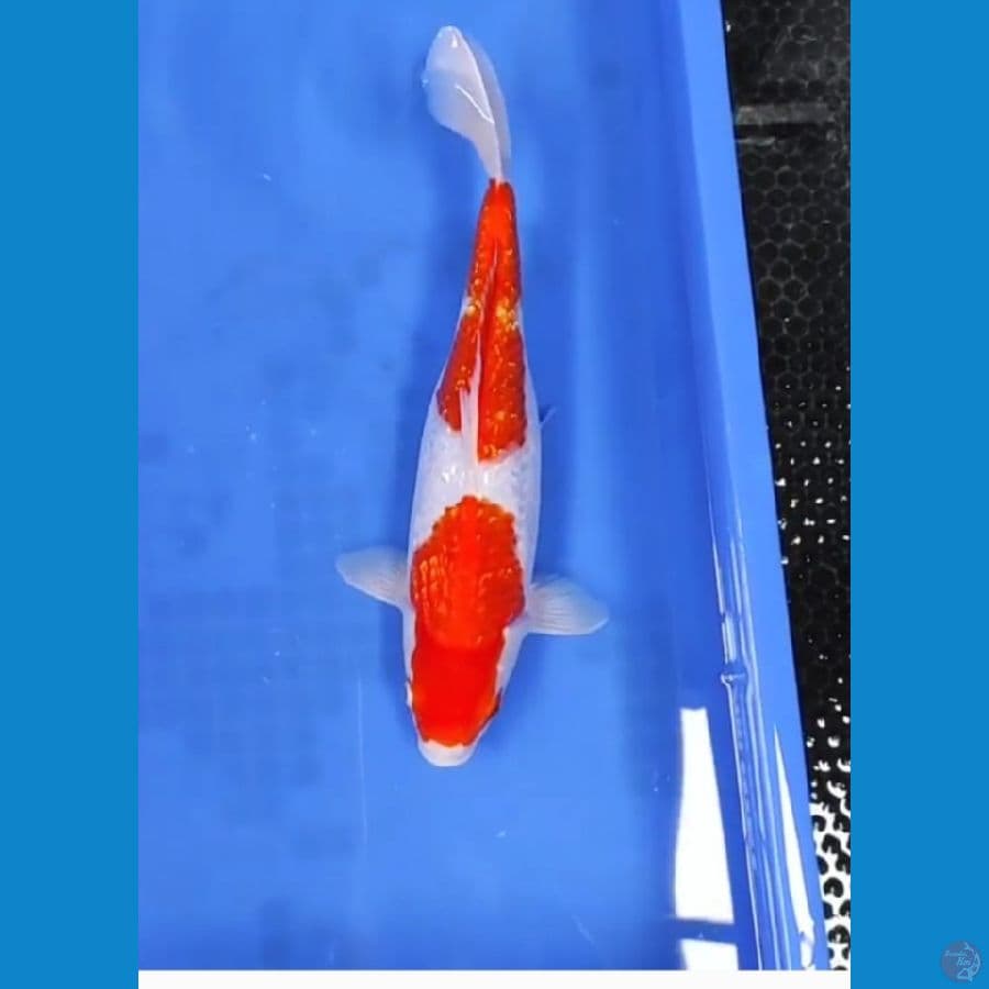34 CM - KOHAKU STEP 2