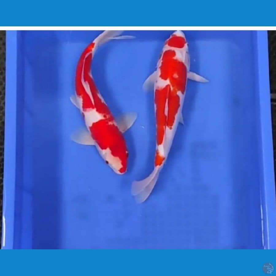 32 CM - KOHAKU STRONG