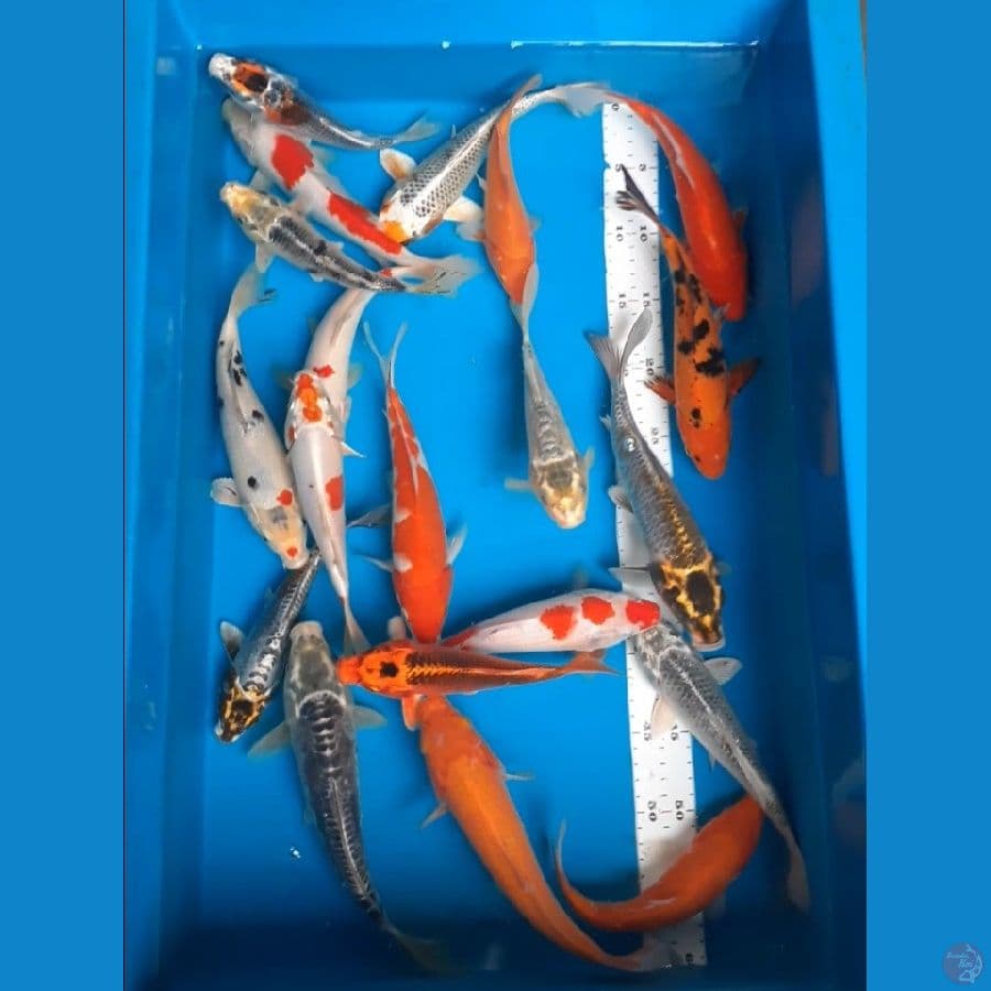 paket 20ekor