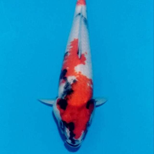 Showa 29cm
