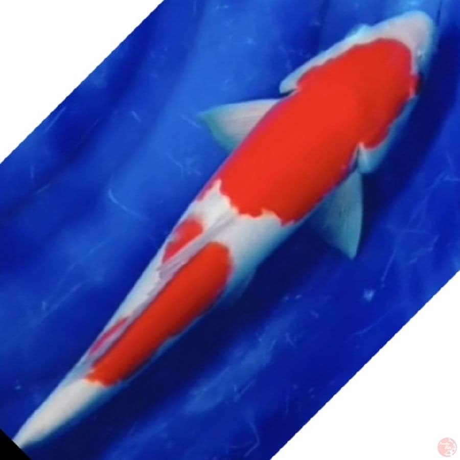 NINDA KOHAKU SUPER HALUS