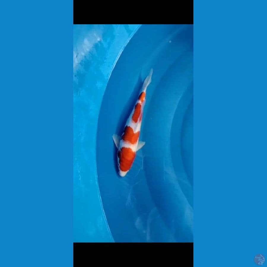 KOHAKU ORI 25 CM