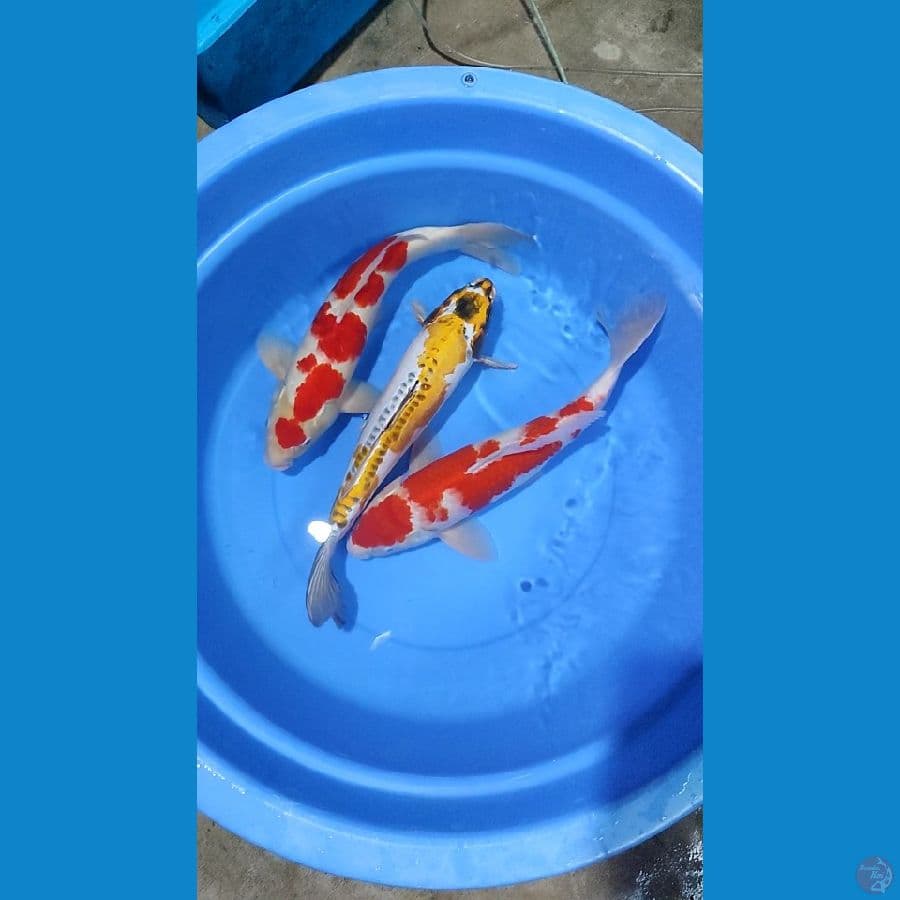 Mix Jumbo 44-45-48cm all Male