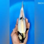 Shiro Doit 26Cm