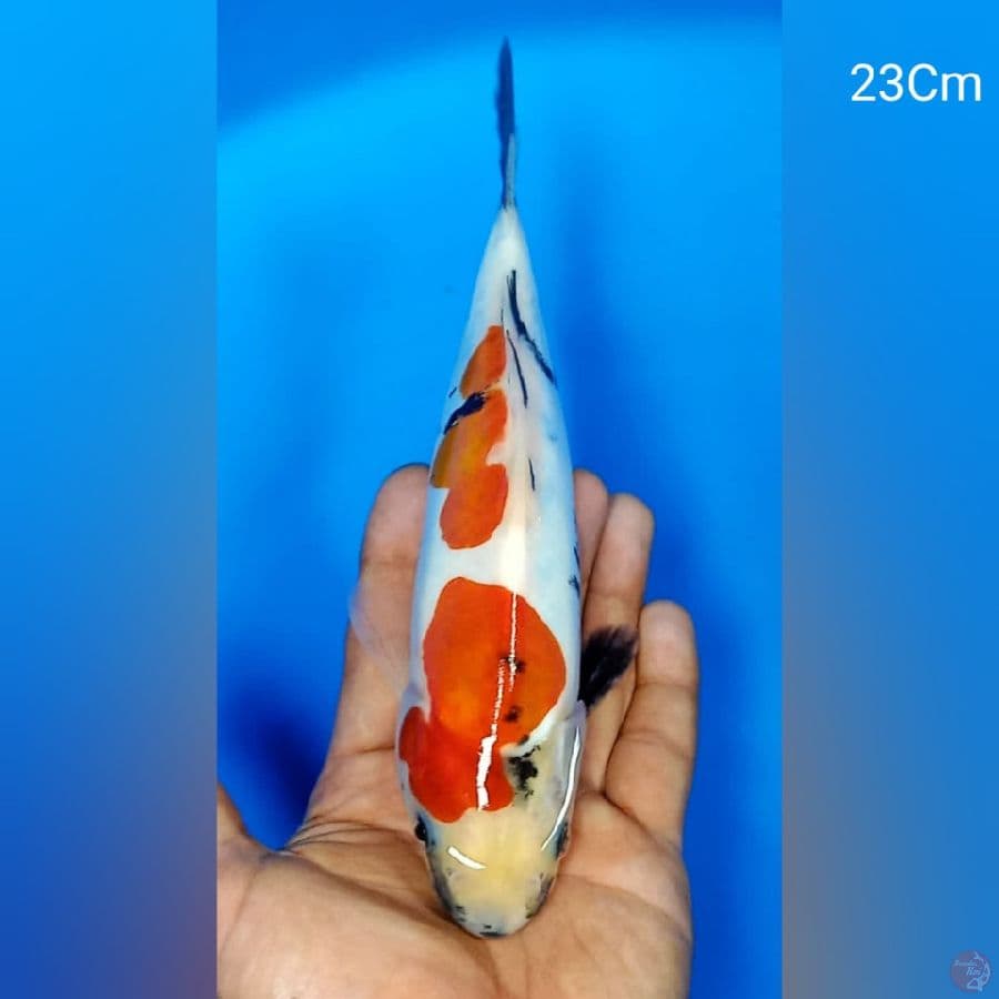 Showa Doit 23Cm