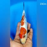 Showa Doit 23Cm