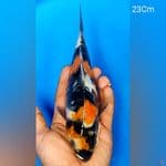 Showa Doit 23Cm