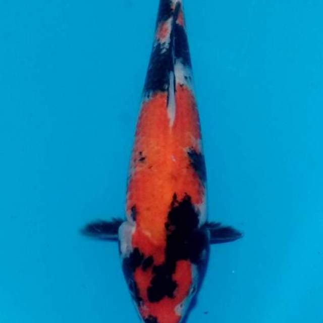 Showa 27cm