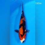 Showa Doit 23Cm