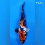 Showa Doit 29Cm