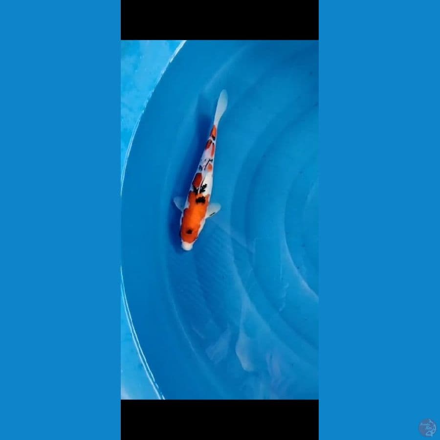 Sanke 25 cm