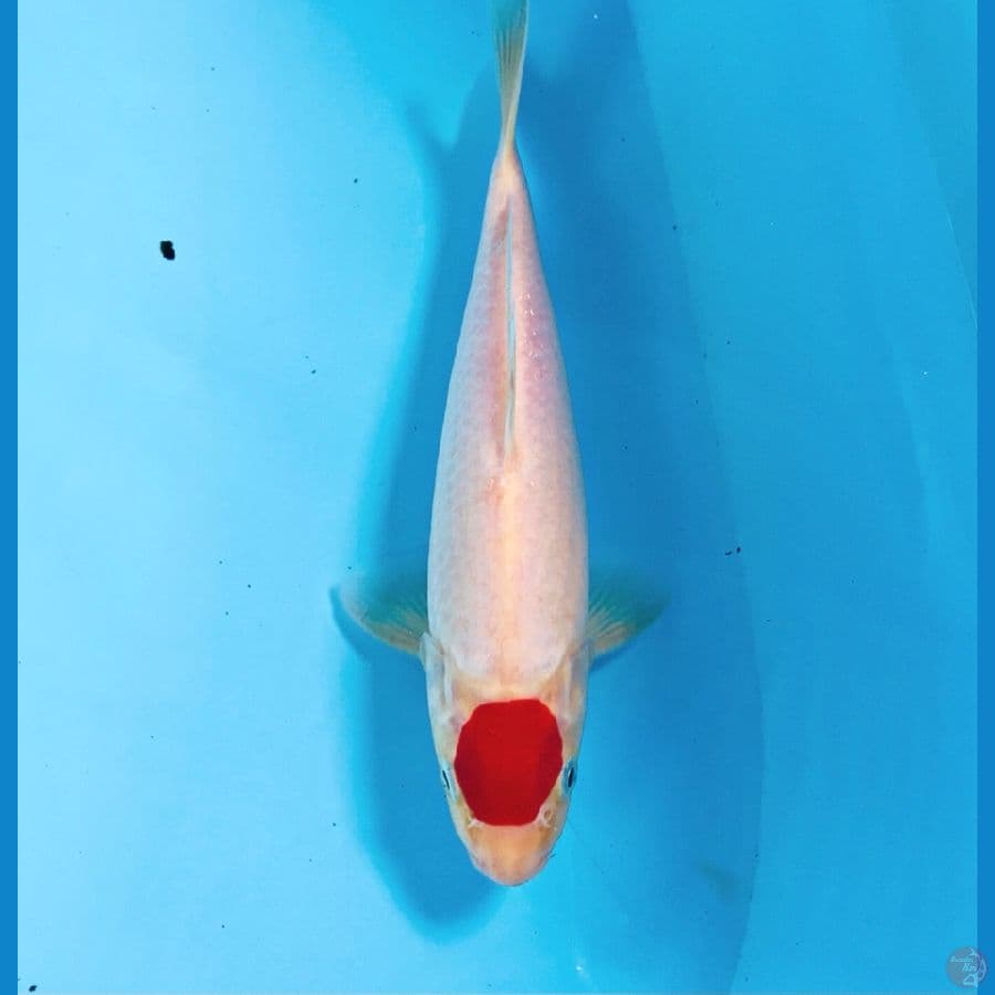 tancho kohaku, 24 cm