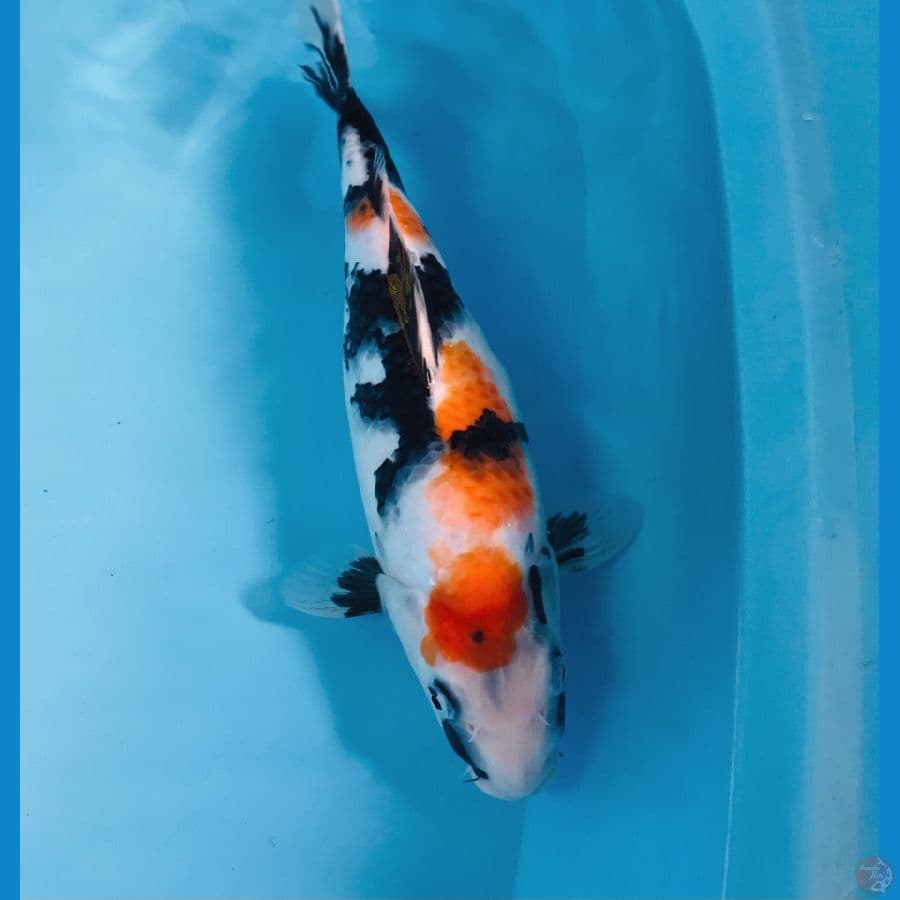 showa, 32 cm