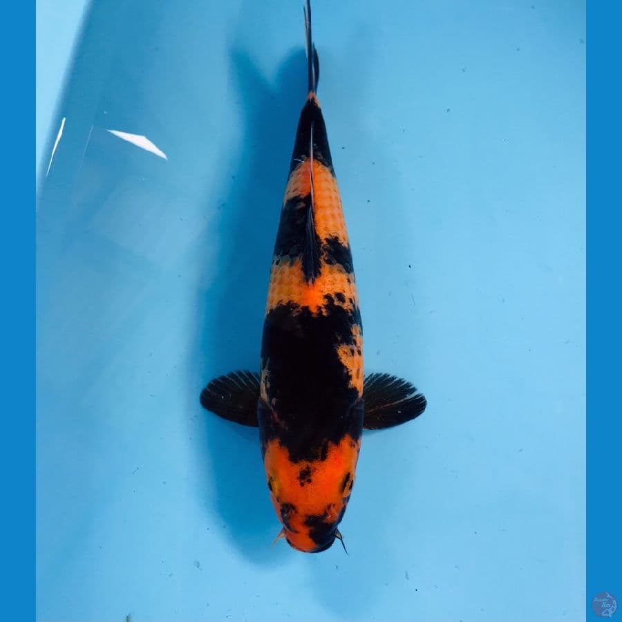 hi utsuri, 27 cm