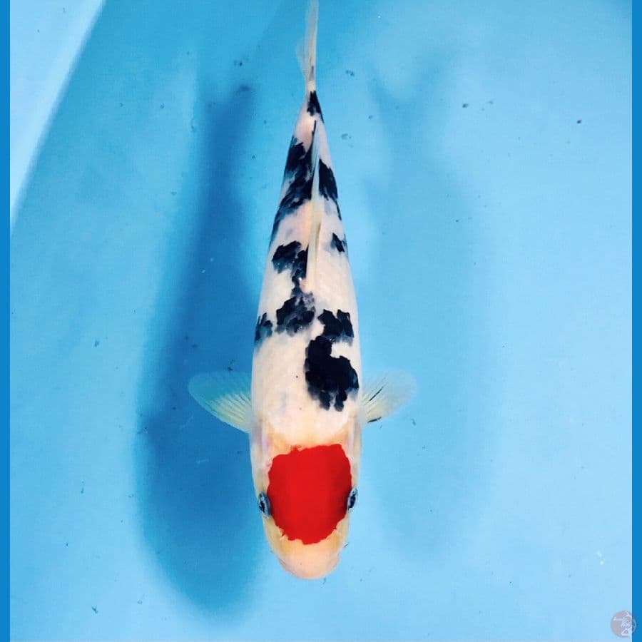 tancho sanke, 27 cm