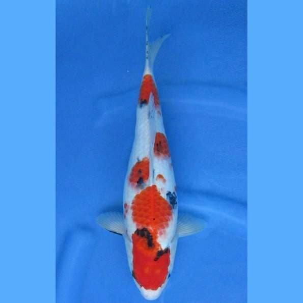 Near Koi - Sanke Wish 29cm