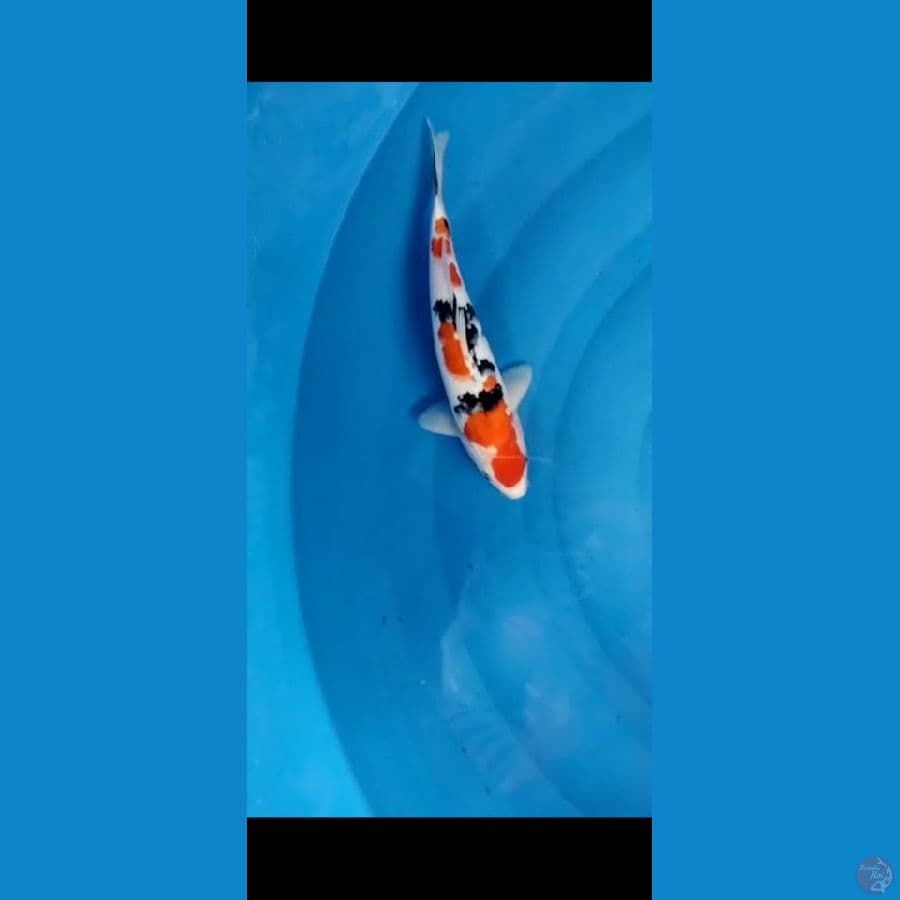 sanke 26 cm
